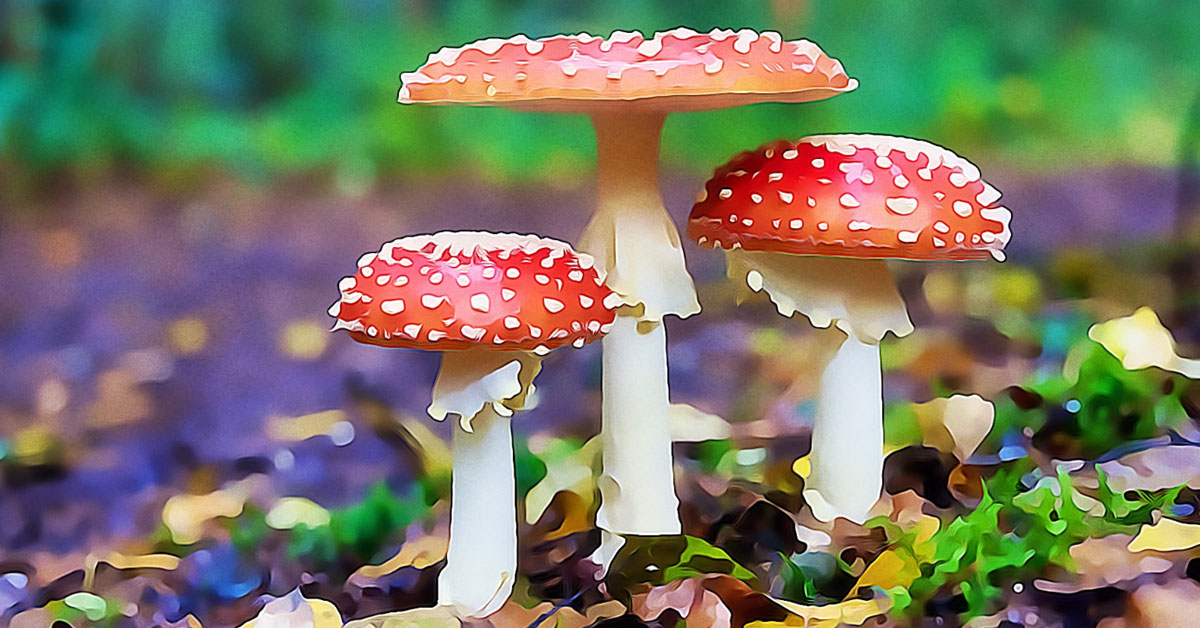 Super svamp pärlplatta Mario mushroom